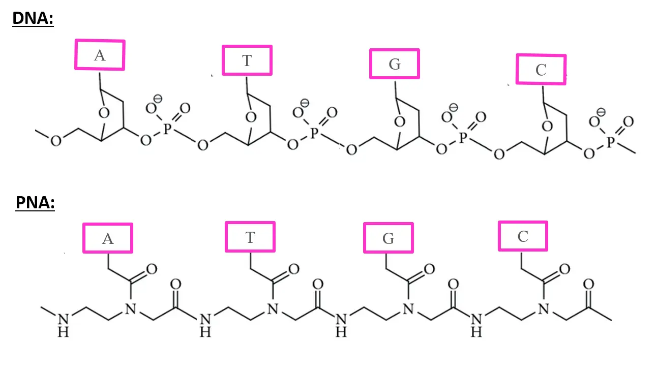 PNA custom synthesis
